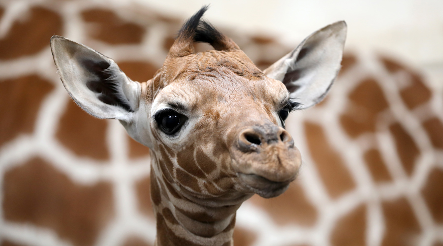 Giraffe_900X500